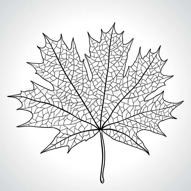 800x800 Leaf Of A Maple, Nature Symbol, Monochrome Vector Stock Vector
