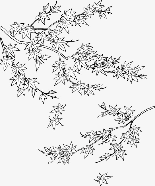 545x653 Maple Leaf Line Drawing Of Plant Flowers Vector Material, Leaves