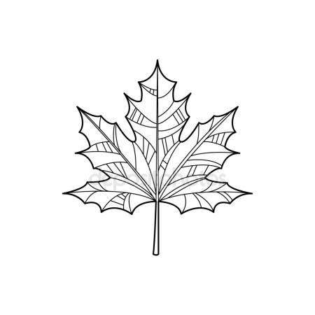 450x450 Maple Leaf Sketch. Stock Vector Lvlay