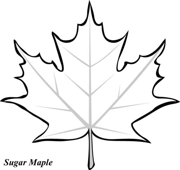 736x695 Free Printable Coloring Pages For Kids. Fall Maple Leaf Colouring