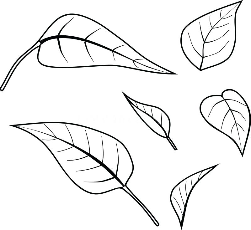 800x735 Coloring Page Leaf Pages Of Leaves Tree Large Maple Plants