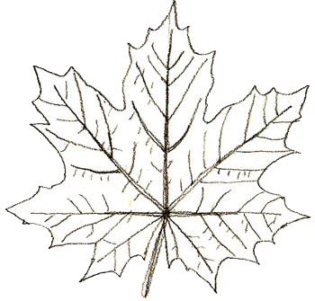 350x335 How To Draw Maple Leaves