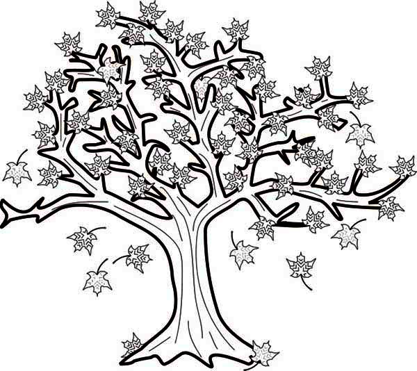 600x534 Maple Tree In Fall Leaf Coloring Page