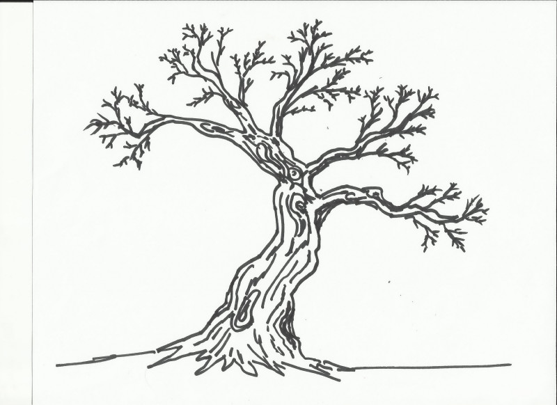 800x582 Maple Tree California Bonsai Art