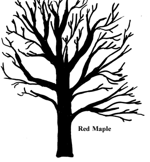 300x323 Redmaple.gif