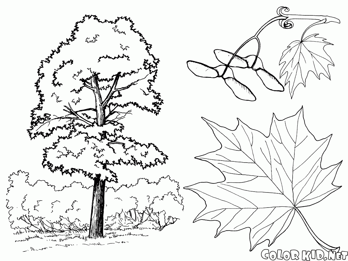 1200x899 Coloring Page