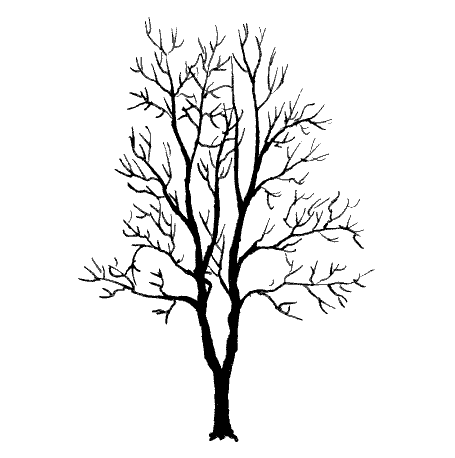 Maple Tree Drawing at GetDrawings | Free download