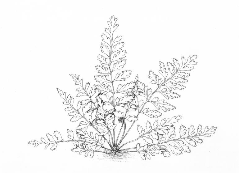 770x560 Saatchi Art Asplenium Drawing By Margarita Krut