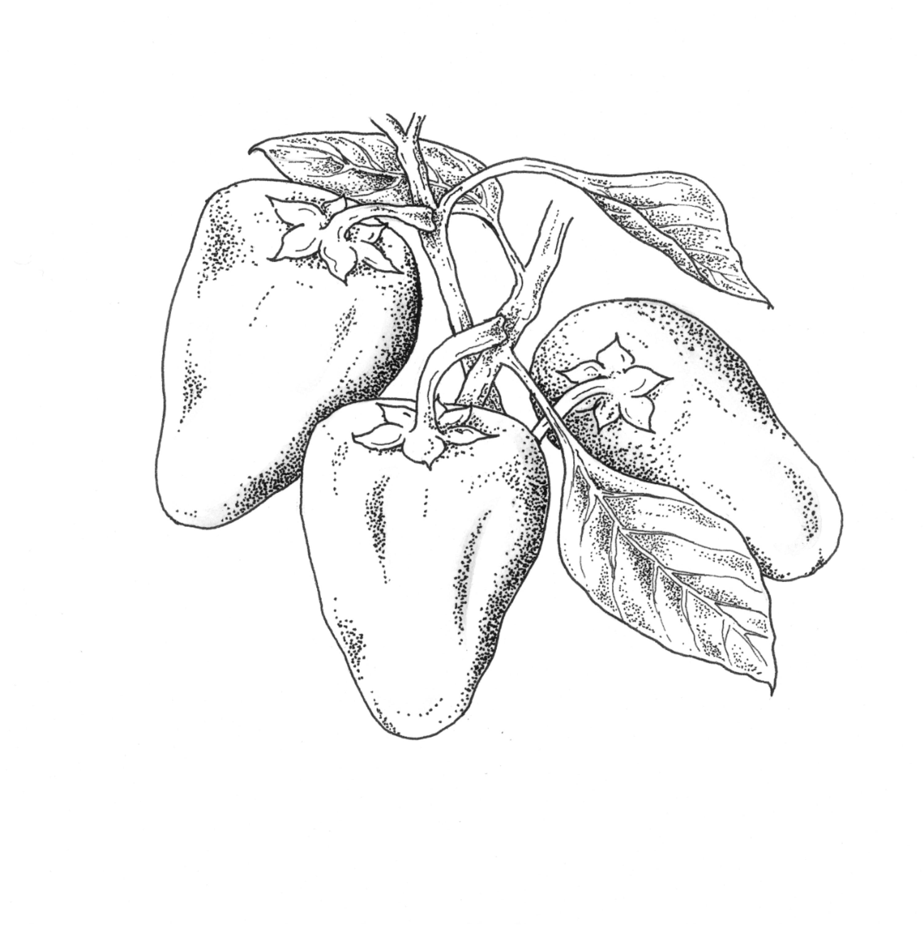 3007x3012 Pepper Mariachi Hybrid All America Selections