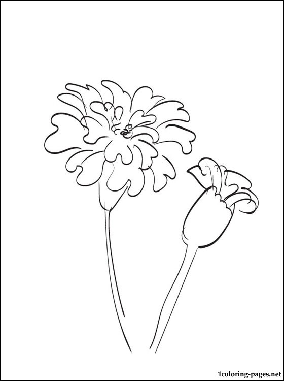 560x750 Image Result For Marigold Line Drawing Coloring Pages
