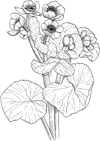 341x480 Marigold Coloring Page Free Printable Coloring Pages
