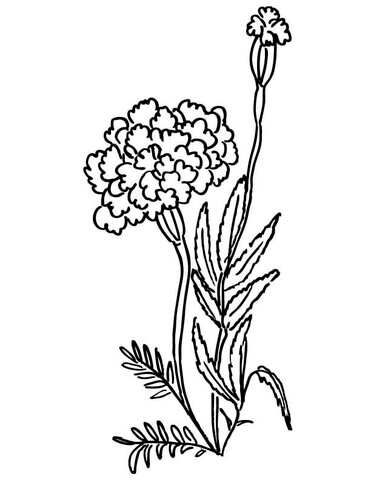 371x480 Marigolds Coloring Page Free Printable Coloring Pages