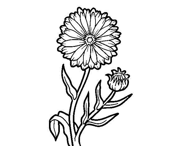 600x470 Pot Marigold Coloring Page