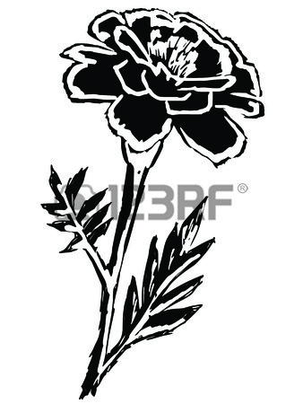 338x450 Vector Marigolds Royalty Free Cliparts, Vectors, And Stock