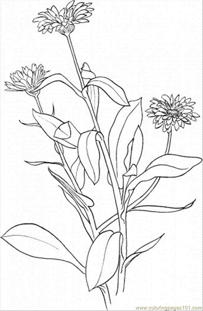 650x994 Marigold 6 Coloring Page