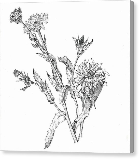 546x622 Marigolds Drawing By Tina Jost