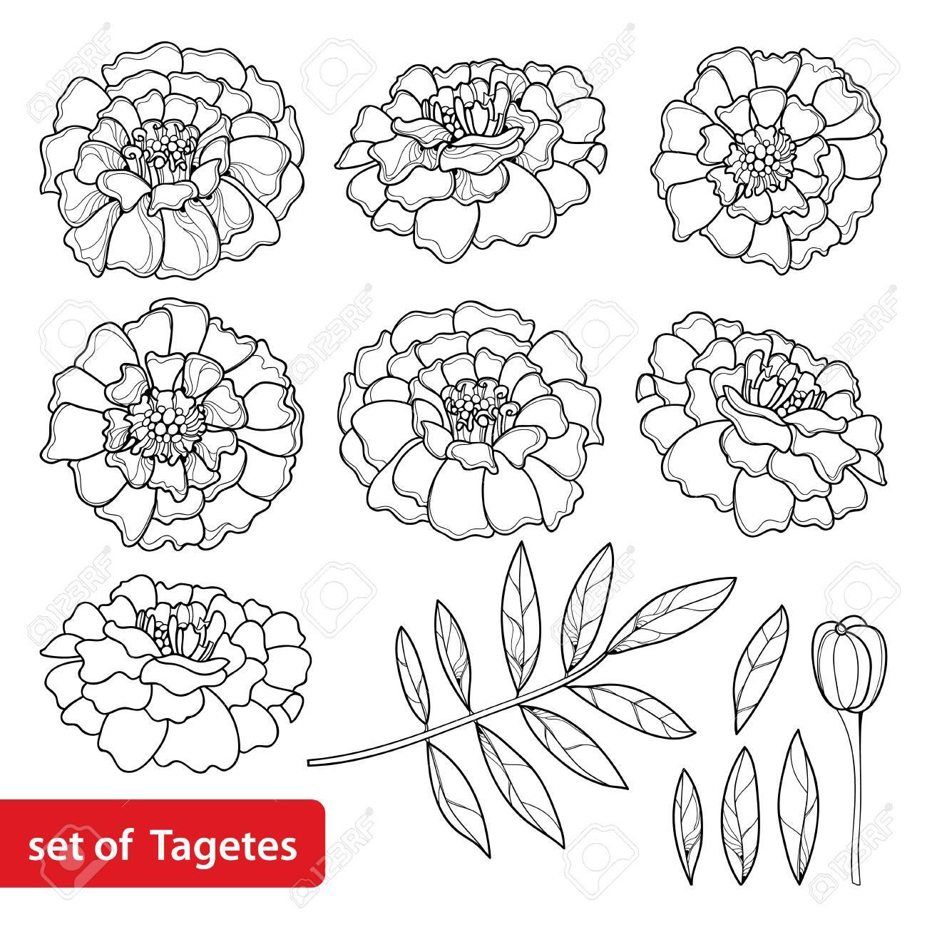Marigold Flower Drawing Easy Sketch Coloring Page 5292 | The Best Porn ...