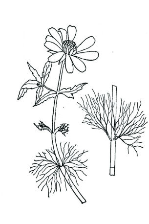 305x458 W2o! Fanwort Look Alikes