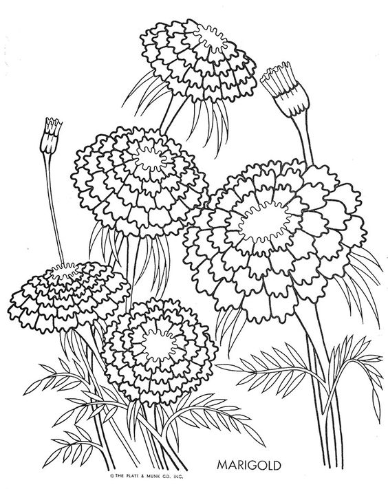 564x711 Famous Marigold Flower Colouring Pages