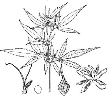 425x380 Medicine And Plants Phytotherapy And Medicinal Herbs