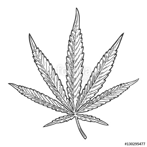 500x500 Marijuana Leaf. Vintage Black Vector Engraving Illustration Stock