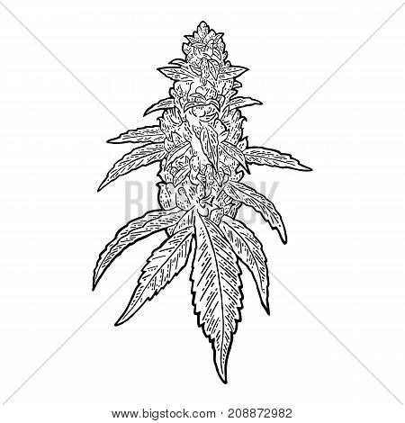 450x470 Marijuana Images, Illustrations, Vectors