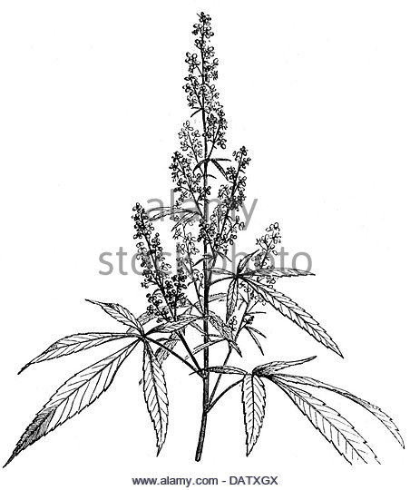 Marijuana Plant Drawing at GetDrawings | Free download