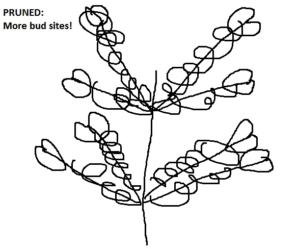 585x488 Everything Grows! How To Prunetop Cannabis.