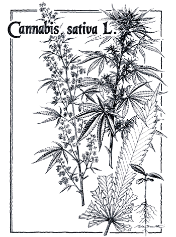 350x471 How To Draw A Marijuana Plant