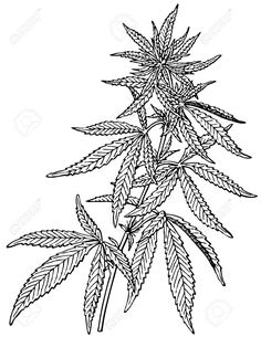 236x305 Marijuana Plant Drawing