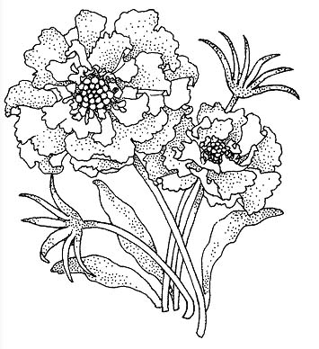 355x388 Learn To Draw Pencil Sketches Blog