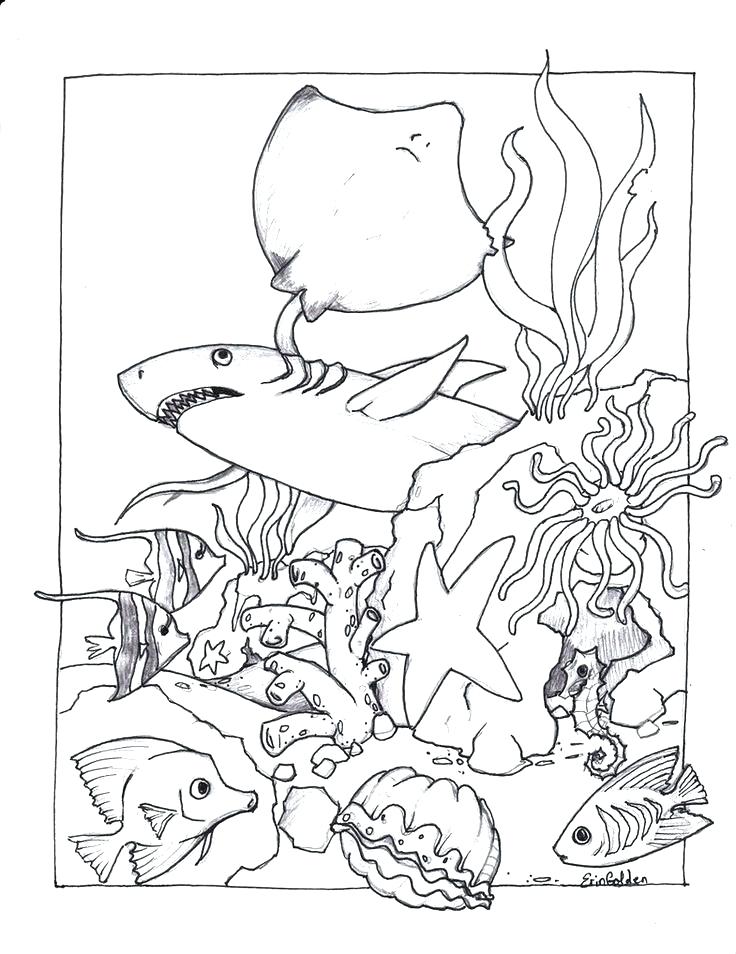 736x954 Marine Life Coloring Pages