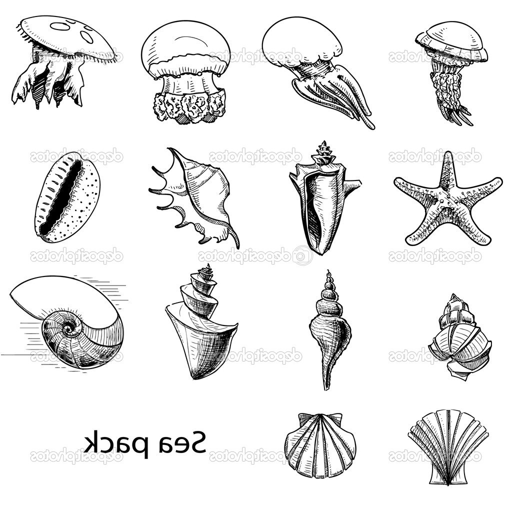 1024x1024 Sketch Of An Ocean Animal Marine Life Drawing Royalty Free