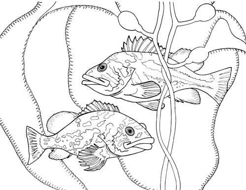 500x386 Finding The True Stars Of The Ocean Marine Life Coloring Book