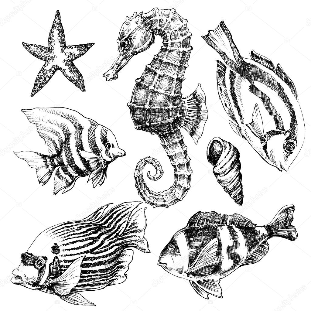 1024x1024 Fish, Sea Horse, Marine Life Hand Drawn Set Stock Vector