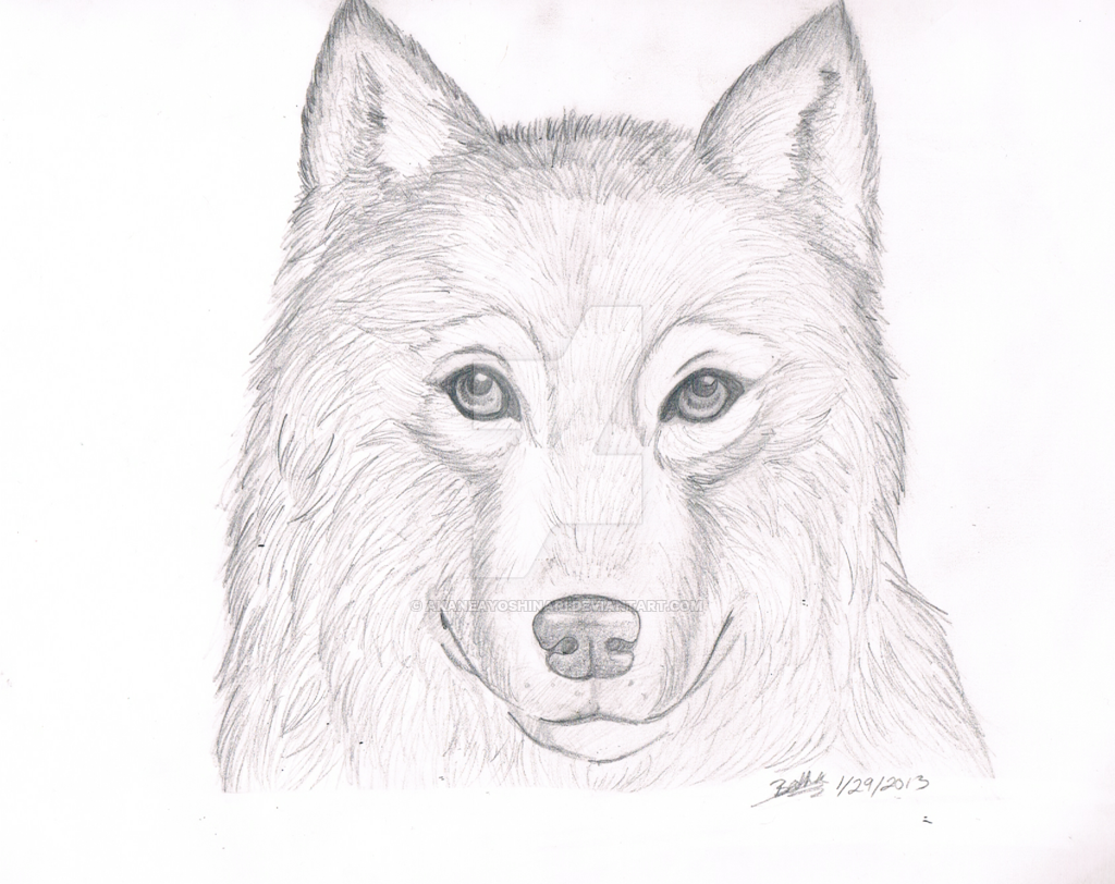 1024x812 Wolf Drawing