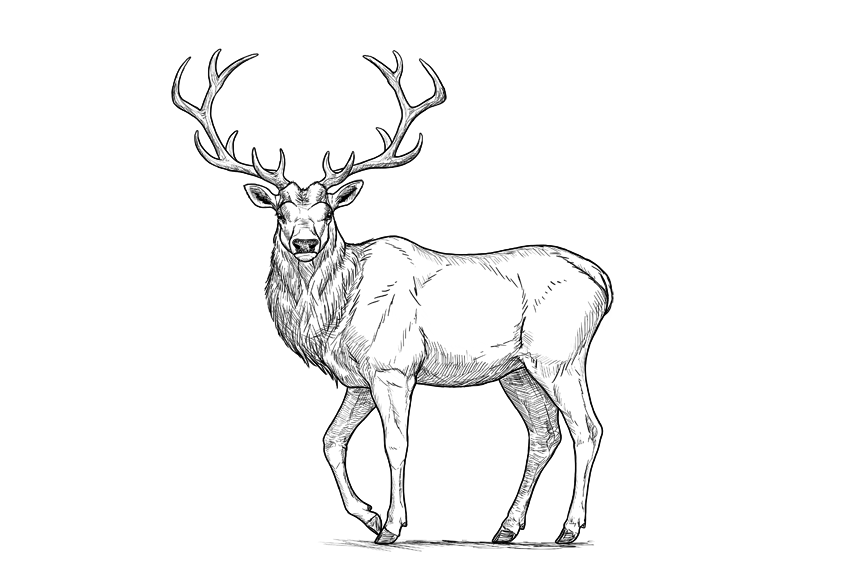 850x566 How To Draw A Deer Step By Step Graphic Design Digital Marketing