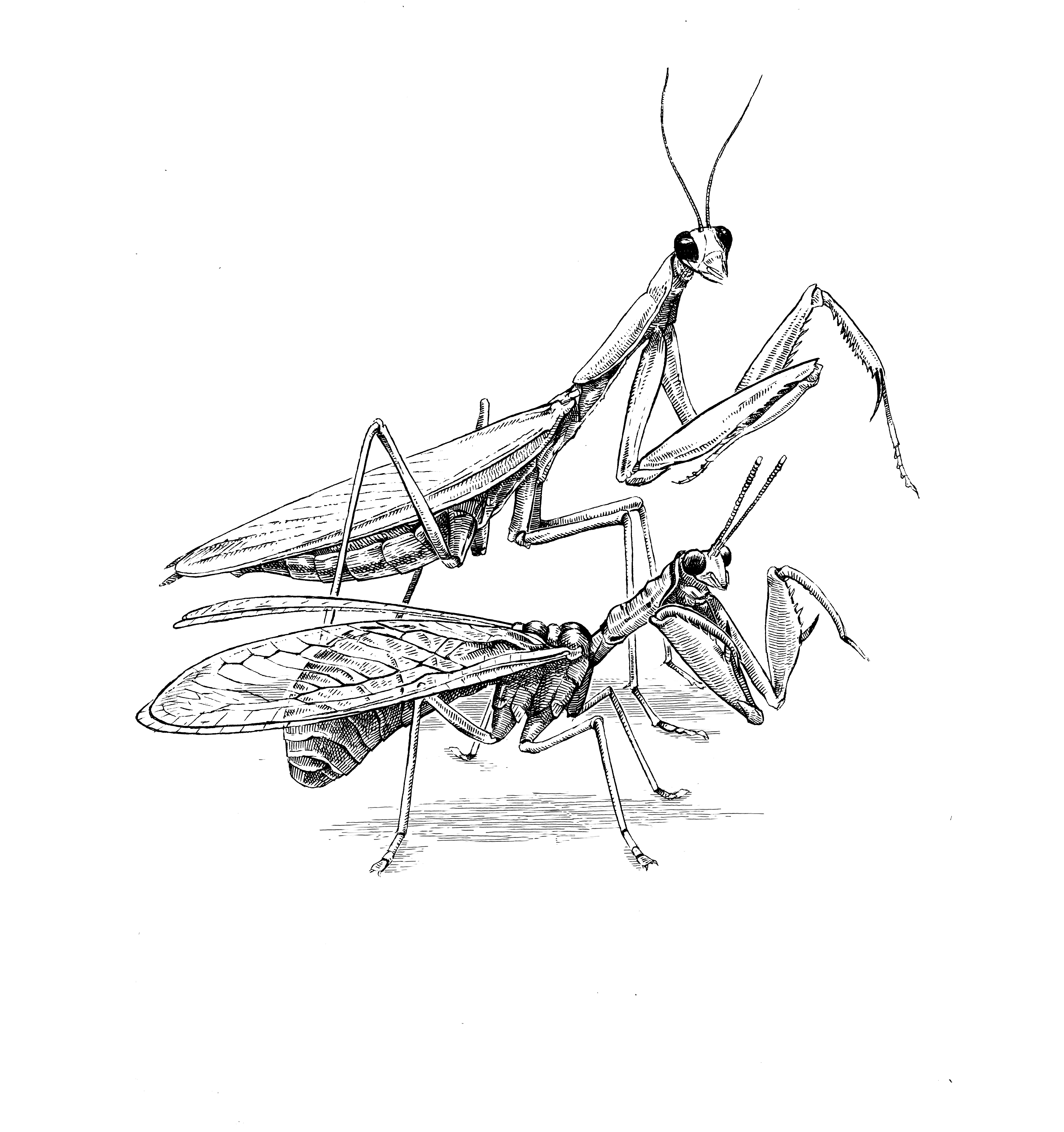 6600x7019 Science Illustrations Marlin Peterson