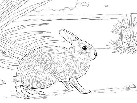 480x360 Marsh Rabbit Coloring Page Free Printable Coloring Pages
