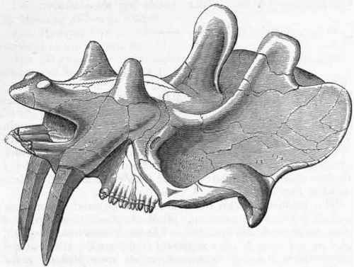 500x377 Skull Of Dinoceras Mirabile, After Marsh. From The Eocene Tertiary