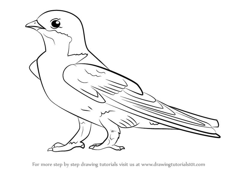 800x565 Learn How To Draw A Common House Martin (Birds) Step By Step
