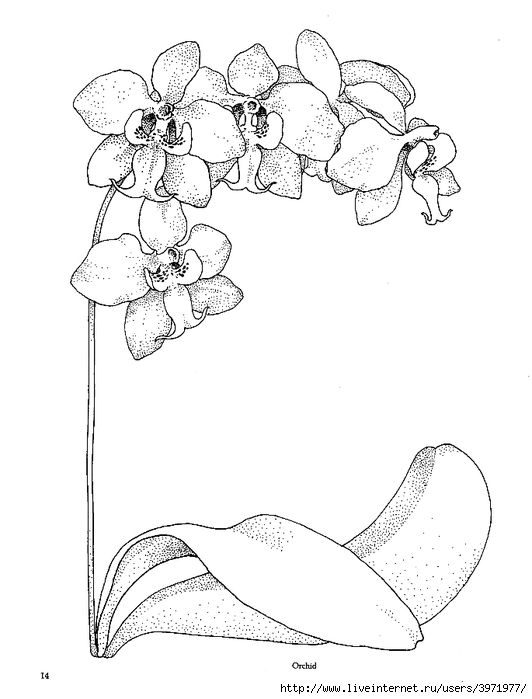 532x699 Orchid Line Drawing, Orchid Template, 532 699, Orchid Embroidery