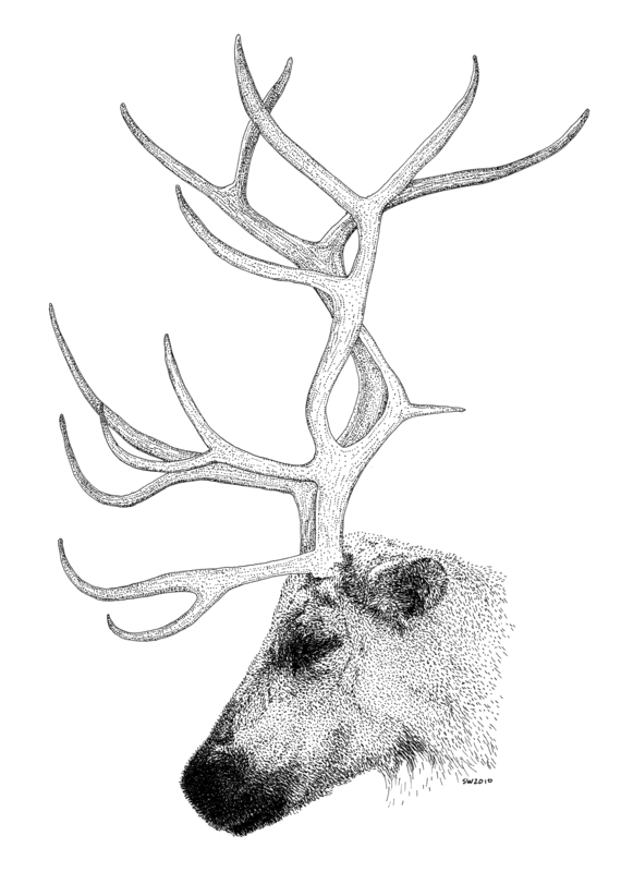 581x800 Reindeer Drawing