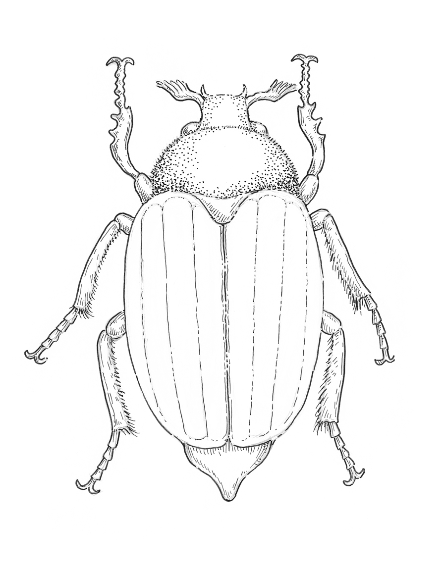 900x1153 May Bug Drawing Eugenia Hauss