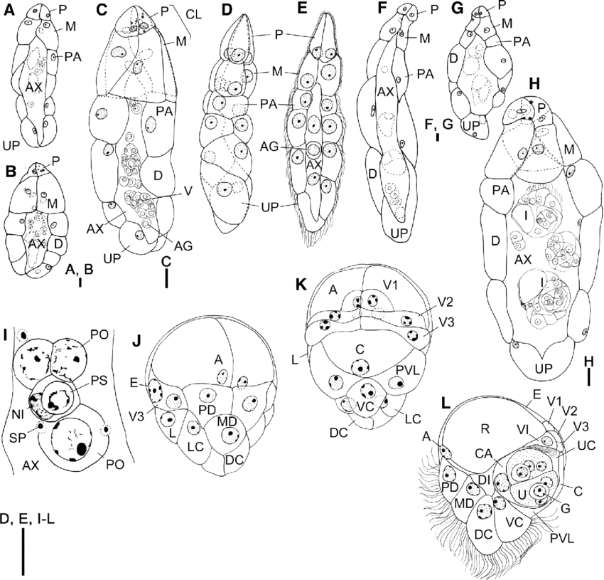 850x815 Line Drawings Of Dicyema Mexcayae N. Sp. From O. Maya.