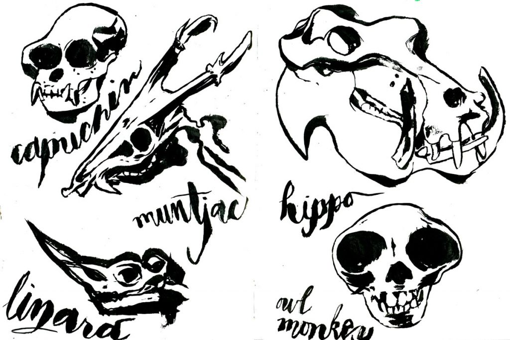 1024x684 Skulls Starling 5