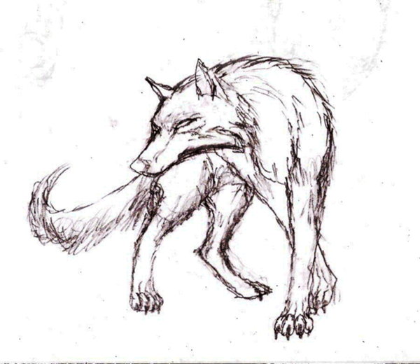 600x520 Slick Wolf By Rhahsid