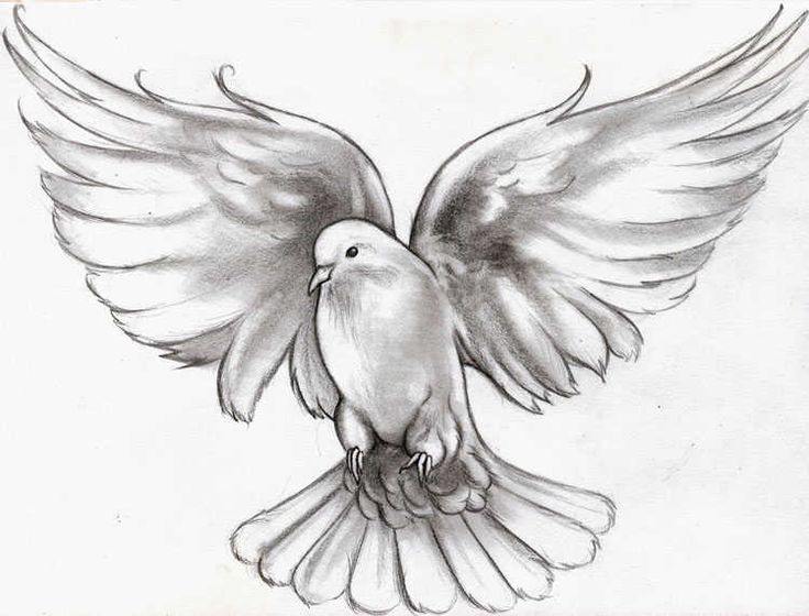 736x560 Dove Tattoo Pictures Flying Dove Tattoo Meaning Animals