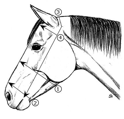 432x416 Diana Thompson Acupressure For Horses