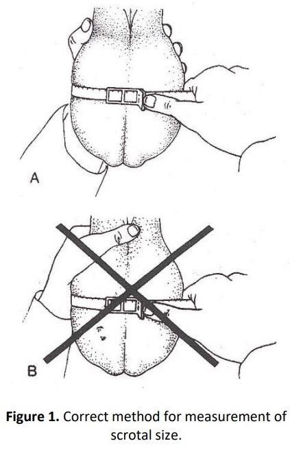 423x659 Understanding Why And How To Measure Scrotal Size